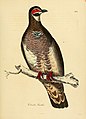 Illustrations of ornithology (Color Plate 104) (7748050330).jpg