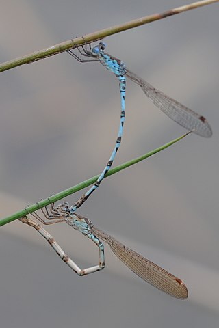 <span class="mw-page-title-main">Lestoidea (superfamily)</span> Superfamily of damselflies