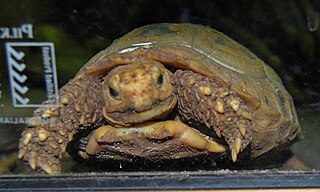 <i>Indotestudo</i> Genus of tortoises