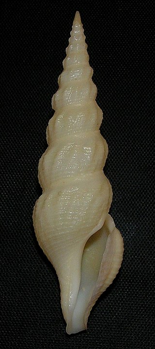 <i>Inquisitor nudivaricosus</i> Species of gastropod