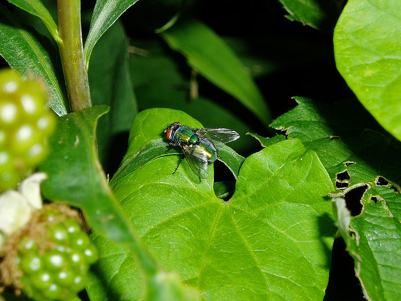 File:Insect fly 20070713 0119.jpg