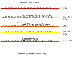 The effect of uracil insertion in pre-mRNA transcripts Insertion.PNG