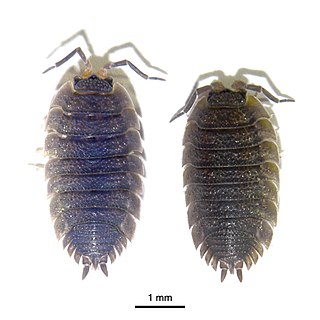 <i>Invertebrate iridescent virus 31</i> species of virus