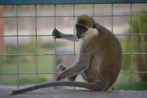 (old) Zoo of Erbil City in Kurdistan of Iraq.