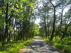 Irino matsubara forest.JPG