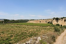 Verdeca is widely grown throughout the Puglia region. Italia 2010 - Perrini organic vineyard in Puglia.jpg
