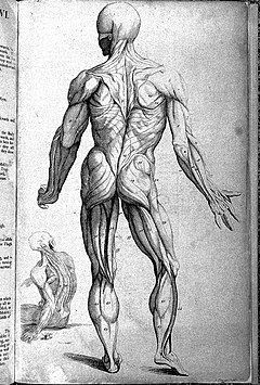 J. Tinney, Compendium anatomicum...; male ecorche Wellcome L0027877.jpg