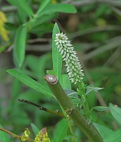 J20150820-0028—Salix jepsonii—RPBG (20856058505).jpg