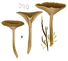 Jakob E. Lange - Flora agaricina Danica. Vol. 1 - TAB. 37 - Clitocybe subcordispora.jpg