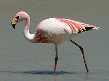 Jeyms Flamingo.jpg