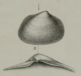 Kurtiella pellucida