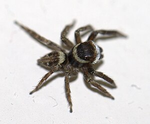 Jumping Spider Sydney top.jpg