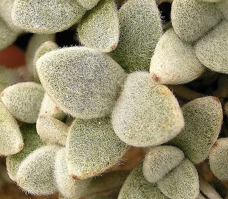 Tập_tin:Kalanchoe_eriophylla_03_ies.jpg