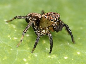 Naphrys pulex