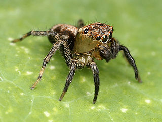 <span class="mw-page-title-main">Salticinae</span> Subfamily of spiders
