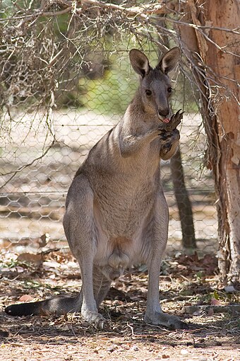 Kangaroo licking its arms to cool down