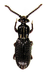 <i>Kaveinga bellorum</i> Species of beetle