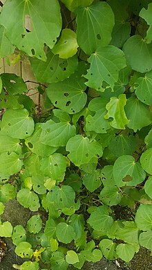 Kawakawa, common diet choice for Robust skink. Kawakawa 1.jpg