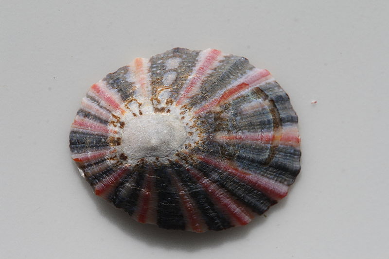 File:Kioloa Seashell 069.JPG