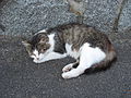 Čeština: Kočka domácí (Felis silvestris f. catus) spí v Čízové. Okres Písek, Česká republika. English: Domestic cat (Felis silvestris f. catus) sleeping in Čížová village, Písek District, Czech republic.