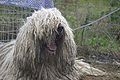 Komondor (53, Unkari)