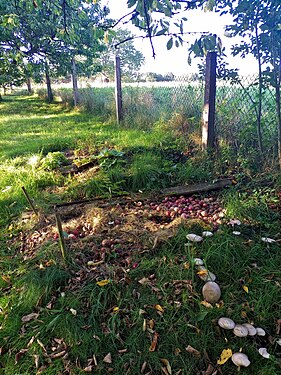 Compost in the garden, Czech Republic