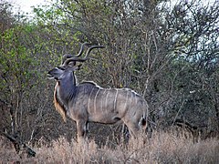 Kudu Kruger.jpg