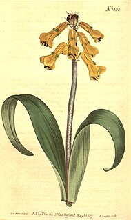 <i>Lachenalia aloides</i>