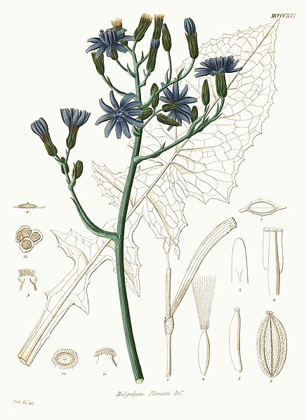 File:Lactuca plumieri - Icones florae Germanicae et Helveticae - vol. 19(1) - fig. MCCCCXVI - clean.jpg