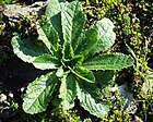 Lactuca virosa 01012001.JPG