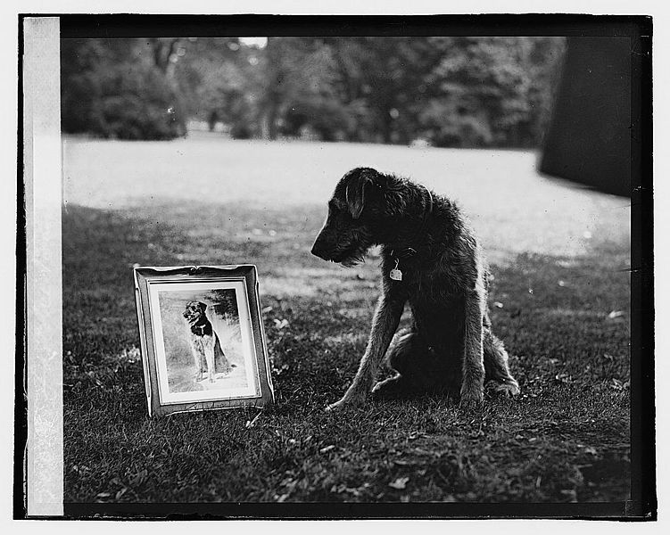 File:Laddie Boy with portrait 2.jpg