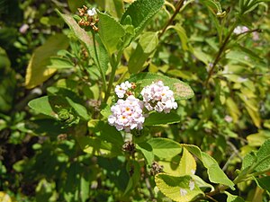 Lantana involucrata