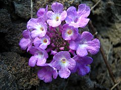 Flowers of Lantana montevidensis