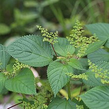 Laportea aestuans (Urticaceae) .jpg