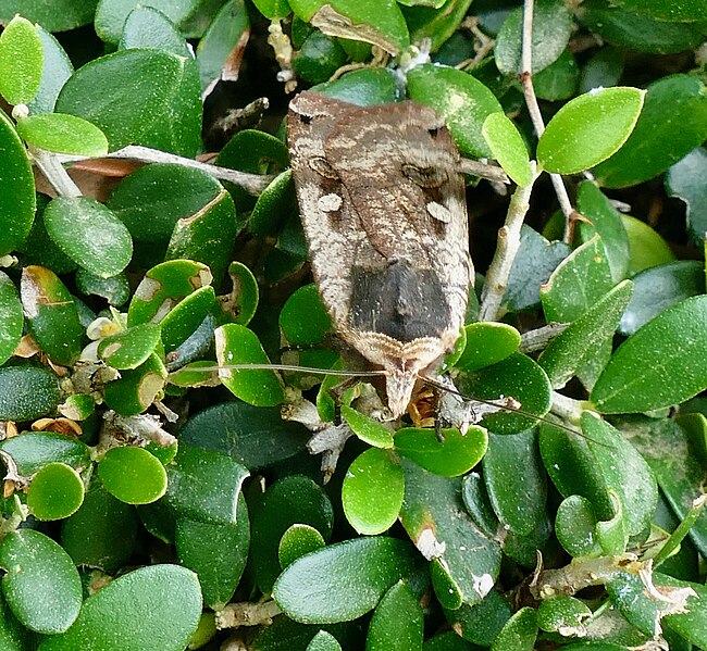 File:Large Yellow Underwing (Noctua pronuba) (52071561122).jpg