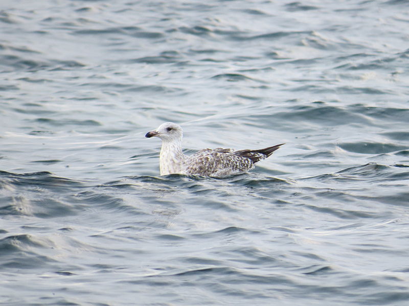 File:Larus argentatus (14840740893).jpg