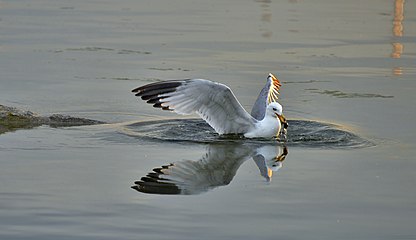 Larus delawarensis diving3.jpg