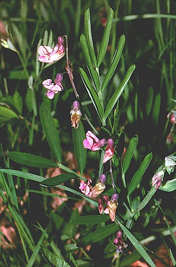 Lathyrus linifolius