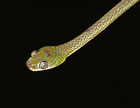 Laurent's Tree Snake (Dipsadoboa viridis) (7644852316).jpg