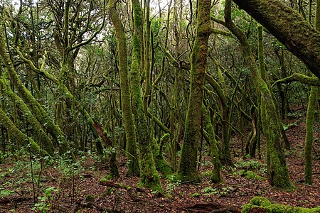 Laurisilva Garajonay National Park La Gomera