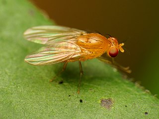 <i>Neogriphoneura sordida</i> Species of fly