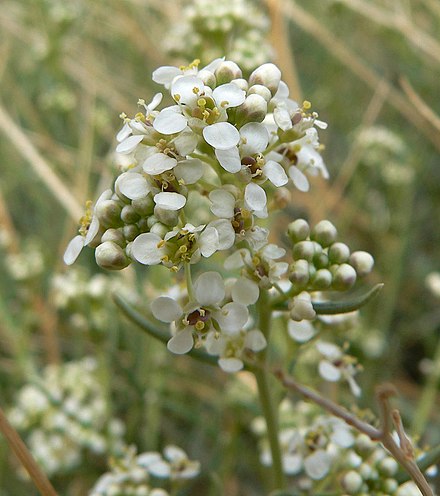 Клоповник. Лепидиум. Lepidium bonariense. Lepidium flavum семена. Лепидиум Драба растение.