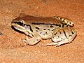 Leptodactylus mystacinus01d.jpeg