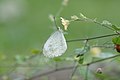 * Nomination Leptosia nina --Vengolis 03:49, 17 July 2016 (UTC) * Promotion Good quality. --Johann Jaritz 04:02, 17 July 2016 (UTC)