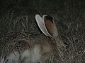 Thumbnail for White-sided jackrabbit