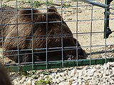 Deutsch: Bärenreservat Zărnești: Bim nuckelt am Daumen, weil er seine Mutter vermisst English: Libearty Bear Sanctuary: Bim sucking his thumb, because his misses his mother