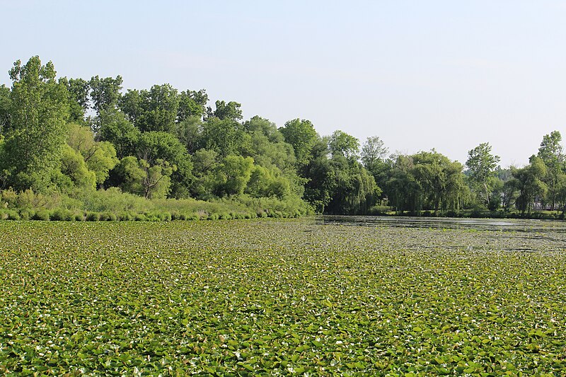 File:Lily Pads on Ford Lake, North Bay Park, Ypsilanti Township, Michigan.JPG