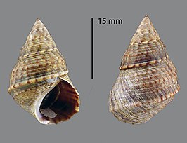 Littoraria carinifera