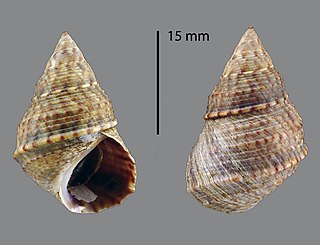 <i>Littoraria carinifera</i> Species of gastropod