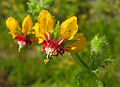 Loasa tricolor, subspecies Placei (9114123972).jpg